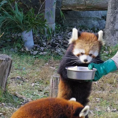 広島市安佐動物公園は家族で楽しめる魅力いっぱいのスポット!