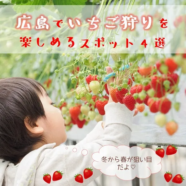 広島でいちご狩りを楽しめるスポット4選☆冬から春が狙い目!
