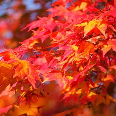 家族で撮影会！インスタ映えな広島の穴場紅葉スポット5選